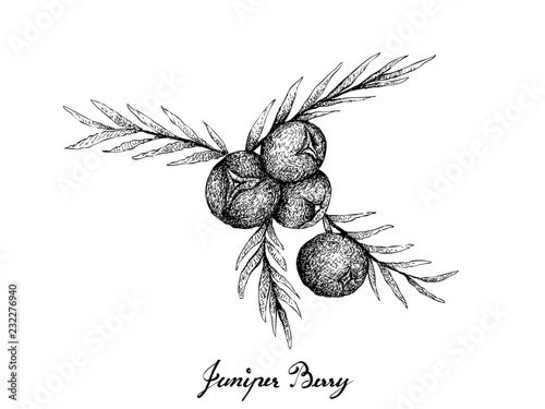 Berry Fruit, Illustration Hand Drawn Sketch of Juniper Berries Isolated on White Background. High in Bioflavonoids, Antioxidants and Minerals with Essential Nutrient for Life.