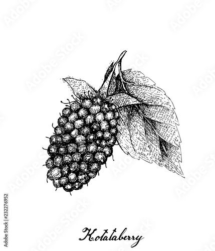 Berry Fruits, Illustration of Hand Drawn Sketch Delicious Fresh Kotataberry With Green Leaves Isolated on White Background. High in vitamin C and B.
