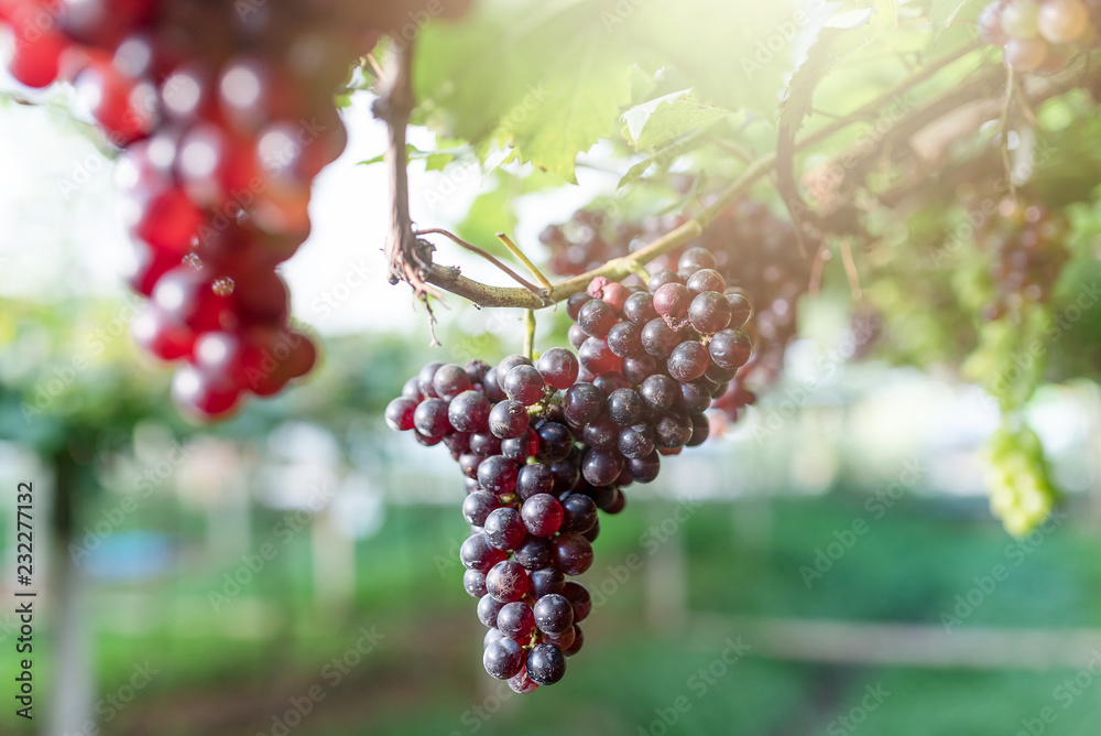 bunch of beautiful fresh red grapes in the vineyard bunch of beautiful fresh red grapes in the vineyard