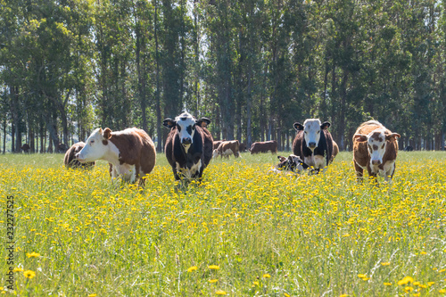 A bunck of cows