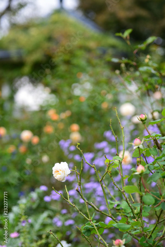rose garden © Matthewadobe