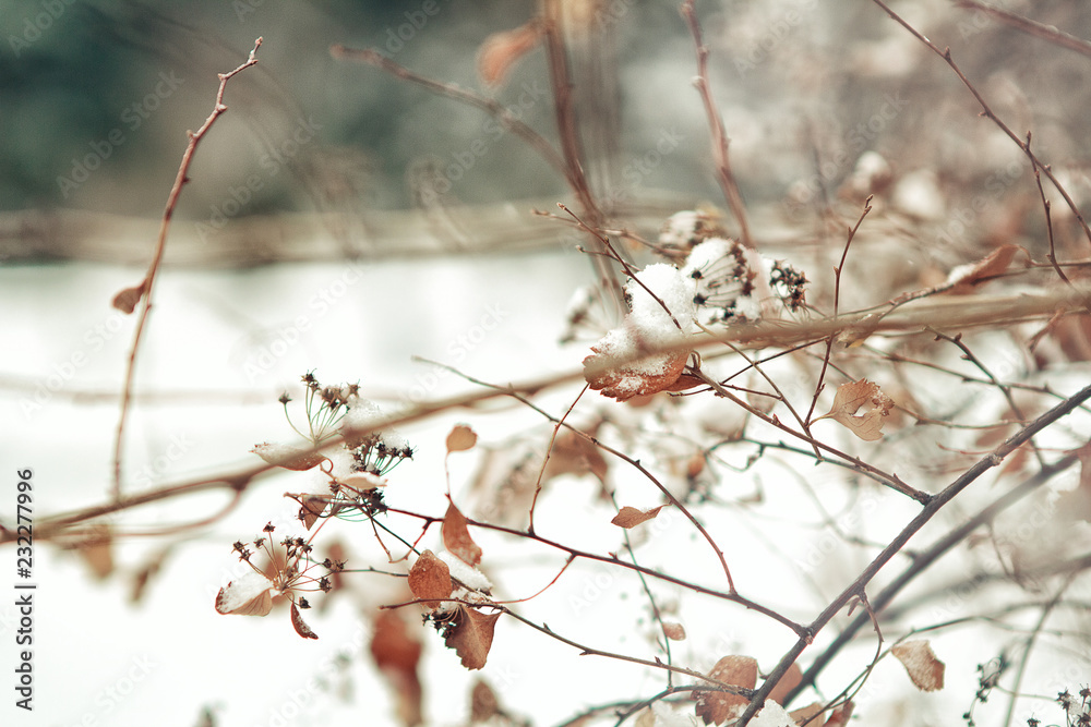 Image of winter nature. Copy space. Snow landscape Image of winter nature. Copy space. Snow landscape