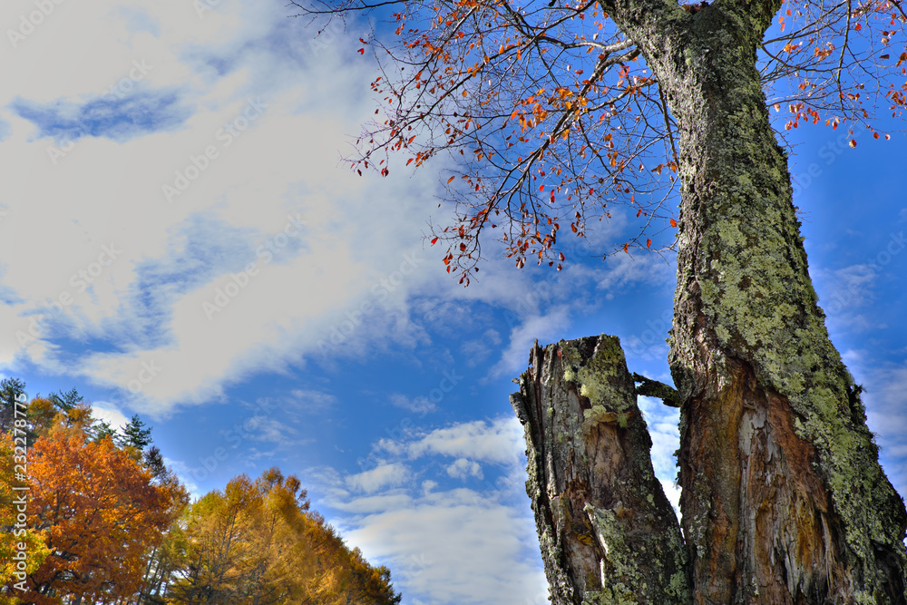 Obraz premium 秋晴れ