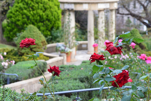 rose garden © Matthewadobe