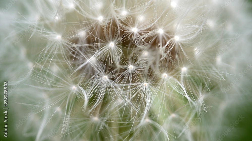 Dandelion seeds ready to fly, close up macro Dandelion seeds ready to fly, close up macro