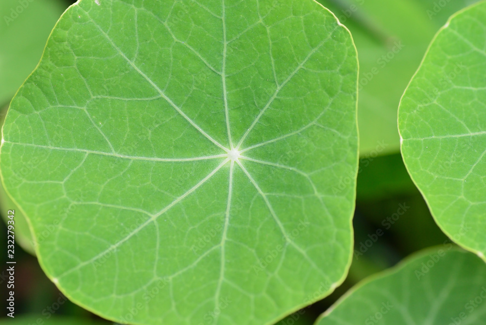 green leaves green leaves