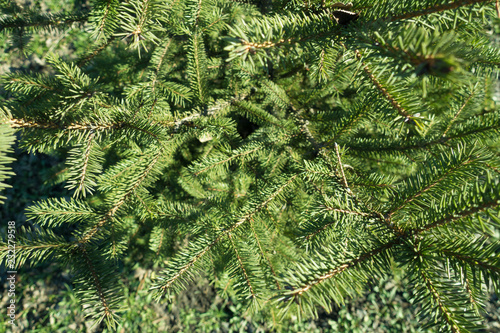 Leaves (needles) on branches of young spruce