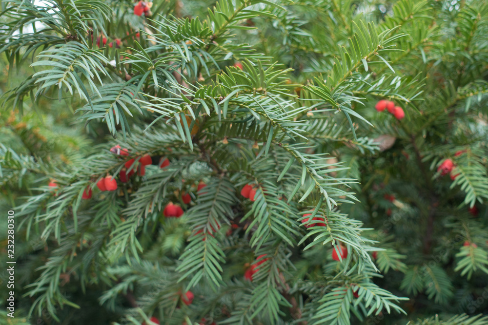 Branches of yew bush with red seed cones Branches of yew bush with red seed cones