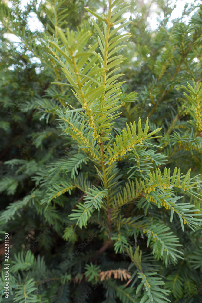 Vertical branch of yew with immature male cones Vertical branch of yew with immature male cones