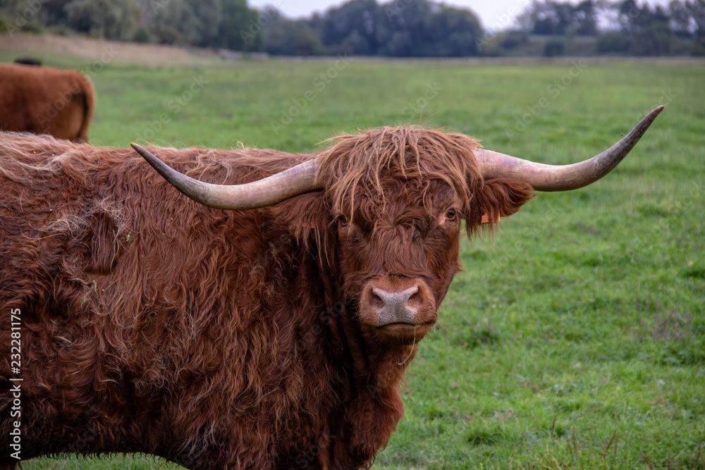 Vaches Highland cattle au pré Vaches Highland cattle au pré