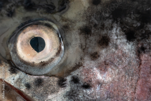 eye fish background