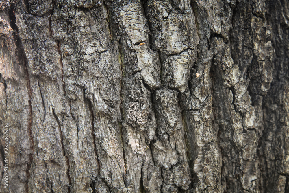 Fragments of the uneven rough brown bark of very old oak on sunny day. Fragments of the uneven rough brown bark of very old oak on sunny day.
