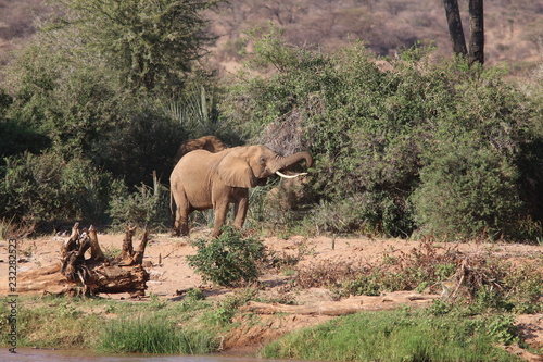 Elephant by the river   Kenya