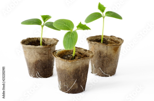Cucumber seedlings in peat pots on white background