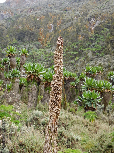 Moorland Vegetation in Rwenzori Mountains Uganda