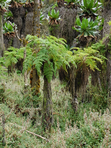 Moorland Vegetation in Rwenzori Mountains Uganda