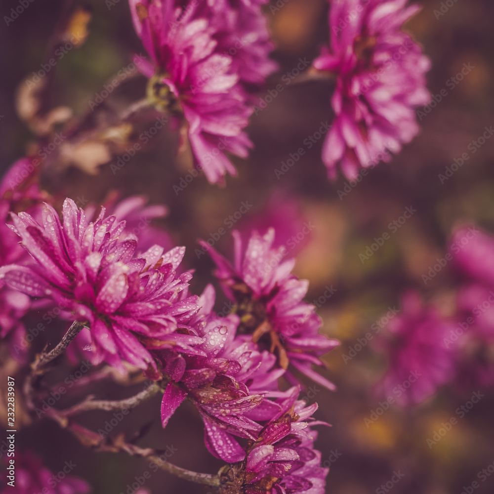 Beautiful, colorful flowers on the background of the morning sun. Close-up, blurred background. Beautiful, colorful flowers on the background of the morning sun. Close-up, blurred background.