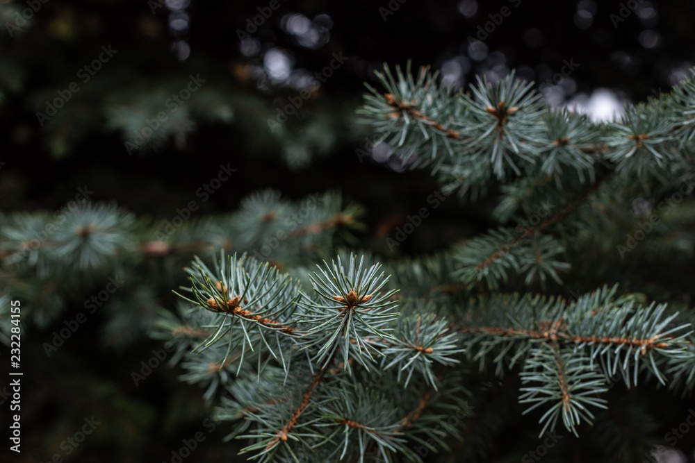 selective focus of fir tree branches background selective focus of fir tree branches background