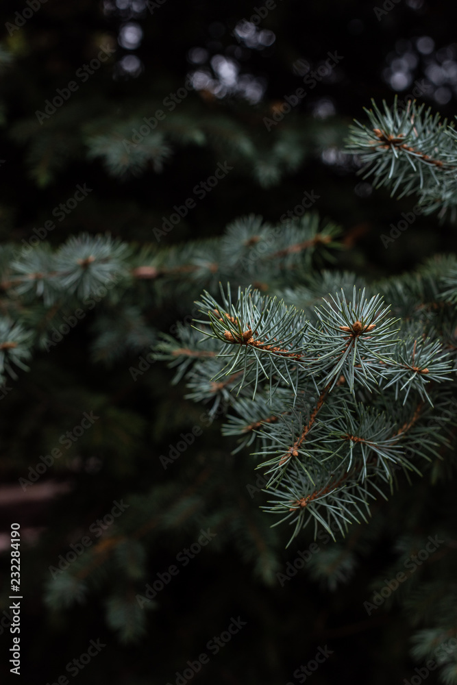 close up view of fir tree branches background