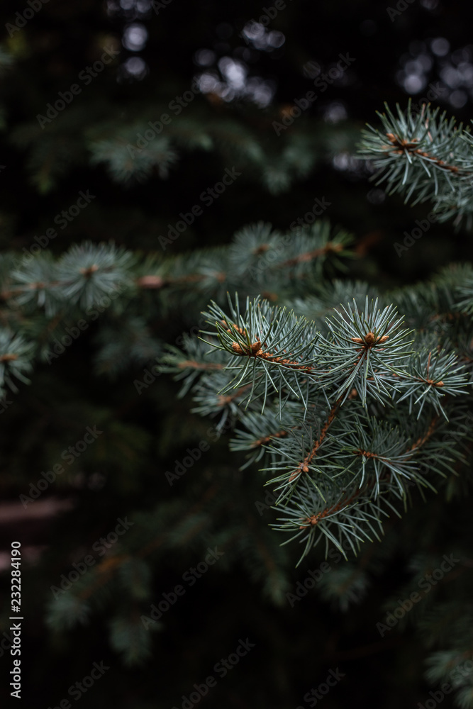 close up view of fir tree branches background close up view of fir tree branches background