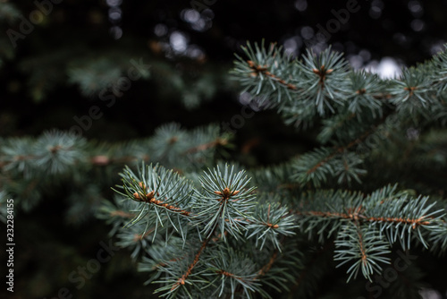 selective focus of fir tree branches background