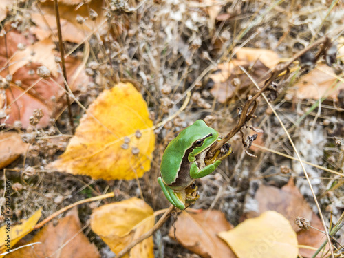 Hyla arborea