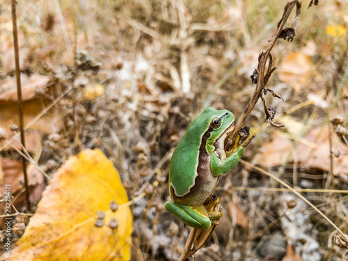 Hyla arborea