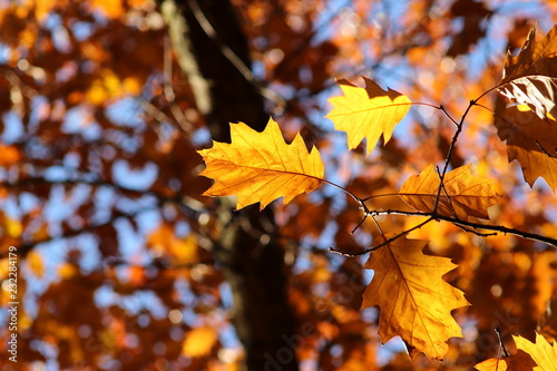 Bright orange oak leaf on a branch against sky and foliage. Vivid autumnal image.