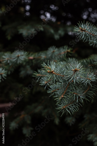 close up view of fir tree branches background