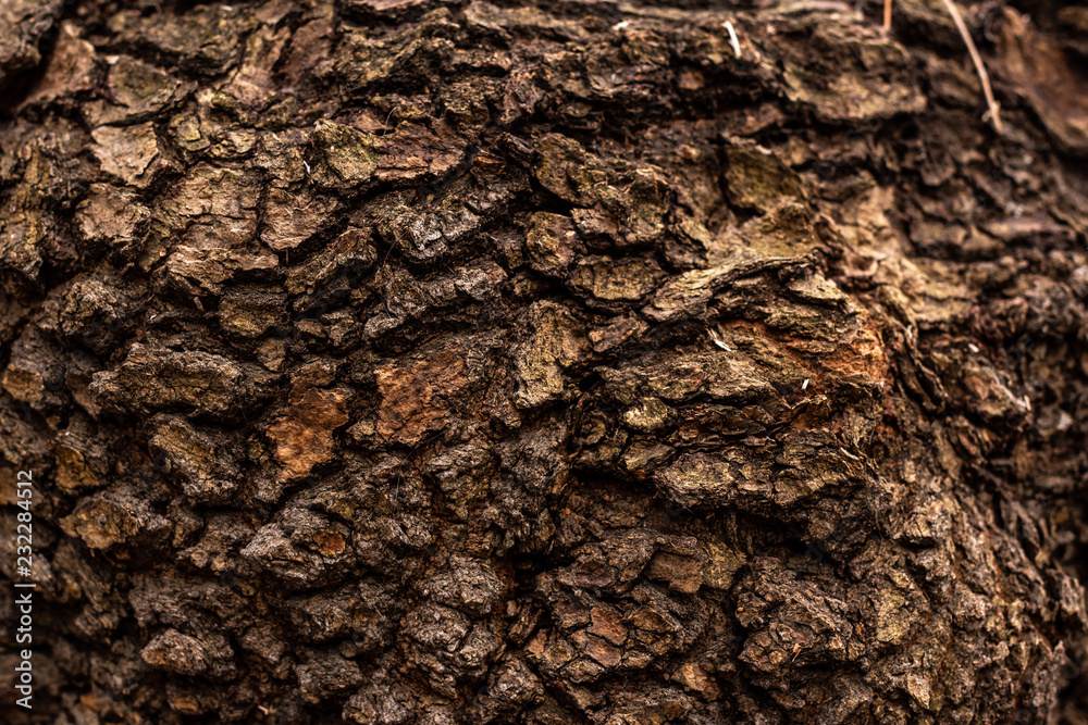 full frame image of old tree trunk background full frame image of old tree trunk background