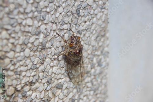 Cicadidae on rocks.