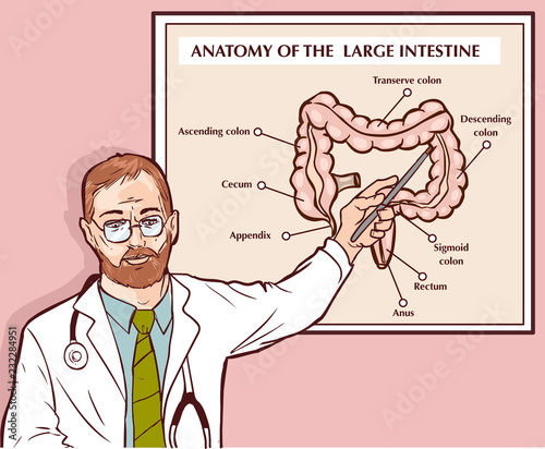  vector illustration of a Doctor explaining the large intestine