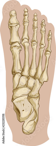 Vector illustration of a  medical foot bone anatomy