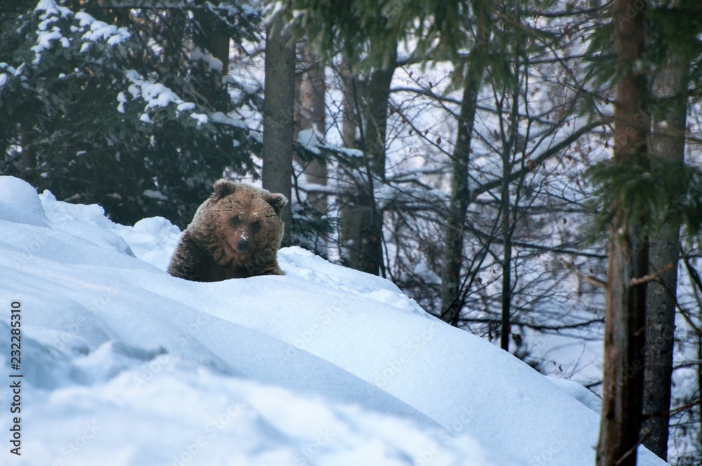 Obraz premium Carpathian Bear, Глкфшту