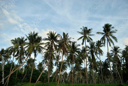 Palmeras