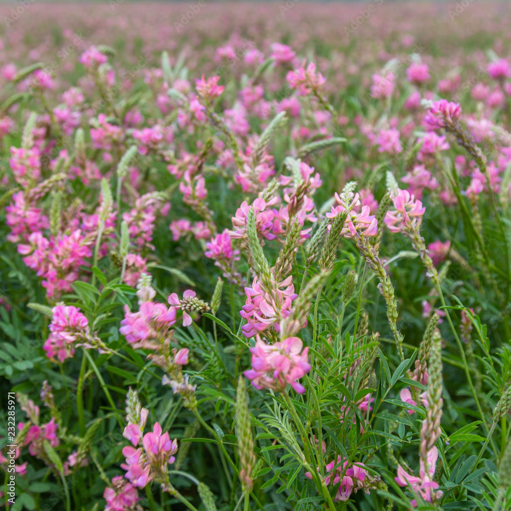 Pink wild flowers as background Pink wild flowers as background