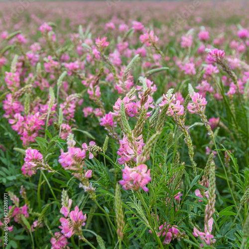 Pink wild flowers as background