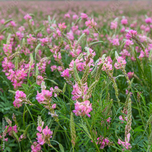 Pink wild flowers as background © ROMAN_P