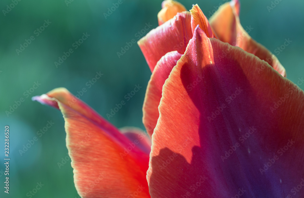 Tulipa greigii close-up view from above in the wild Tulipa greigii close-up view from above in the wild