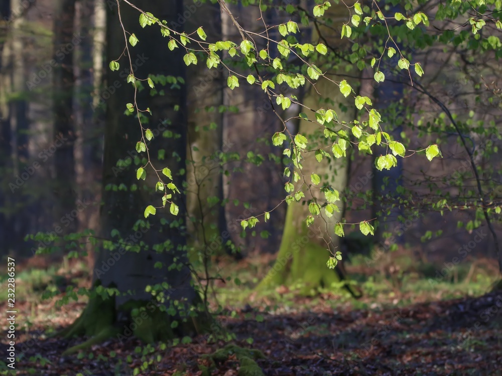 La forêt