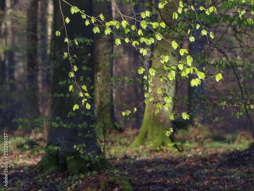 Obraz na płótnie La forêt w salonie