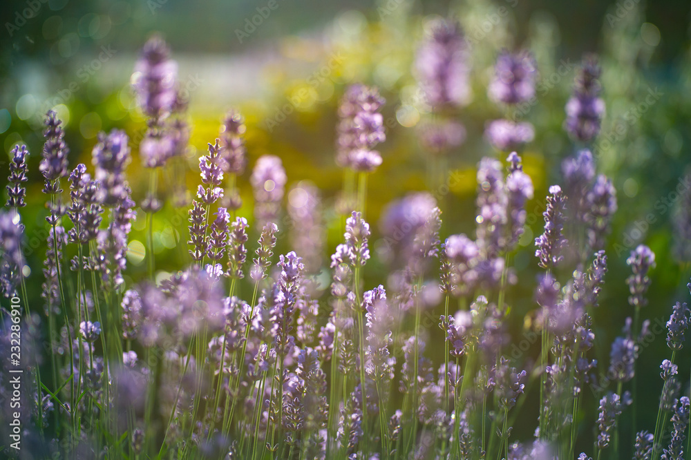 Close up of lavender. Blurred background. Lavender fields. Close up of lavender. Blurred background. Lavender fields.