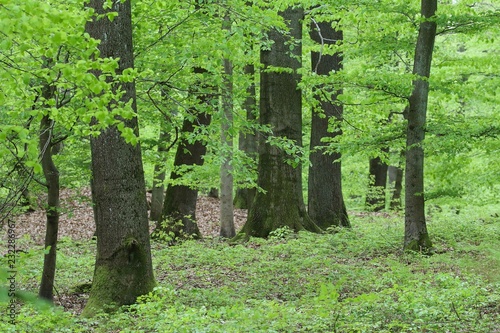 Paysage forestier