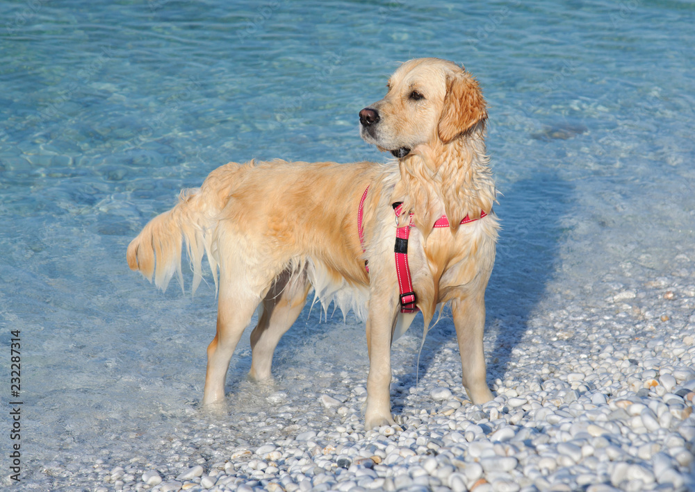 A young dog, labrador golden retriever, in the water after swimming A young dog, labrador golden retriever, in the water after swimming