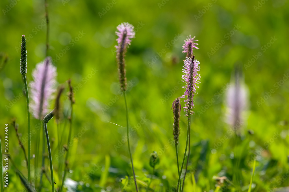 Wild flowers on green meadow Wild flowers on green meadow
