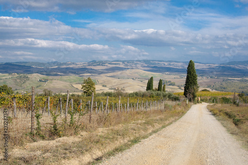 Rural scenery of Tuscany, Val d'Orcia, Italy - unpaved road among vineyards in Tuscan hills