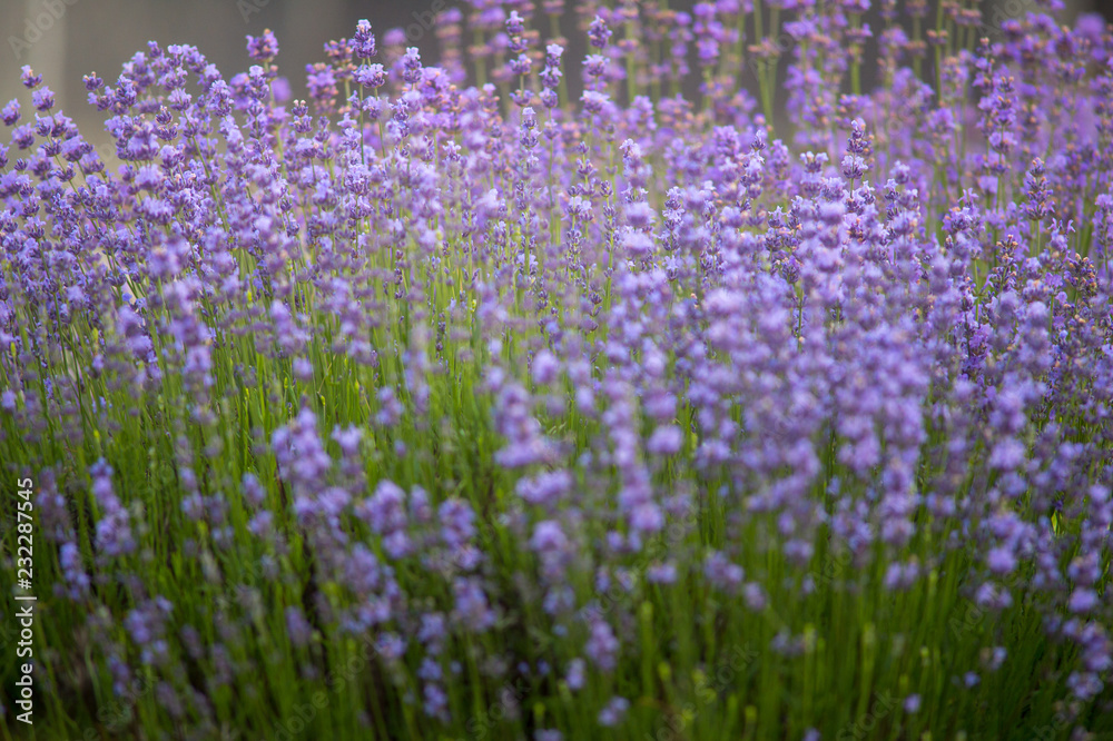 Naklejka premium Lavender plant (latin. Lavandula angustifolia) close up