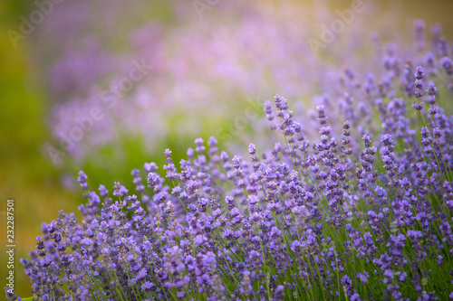 Closeup photo of beautiful lavender field at sunny morning