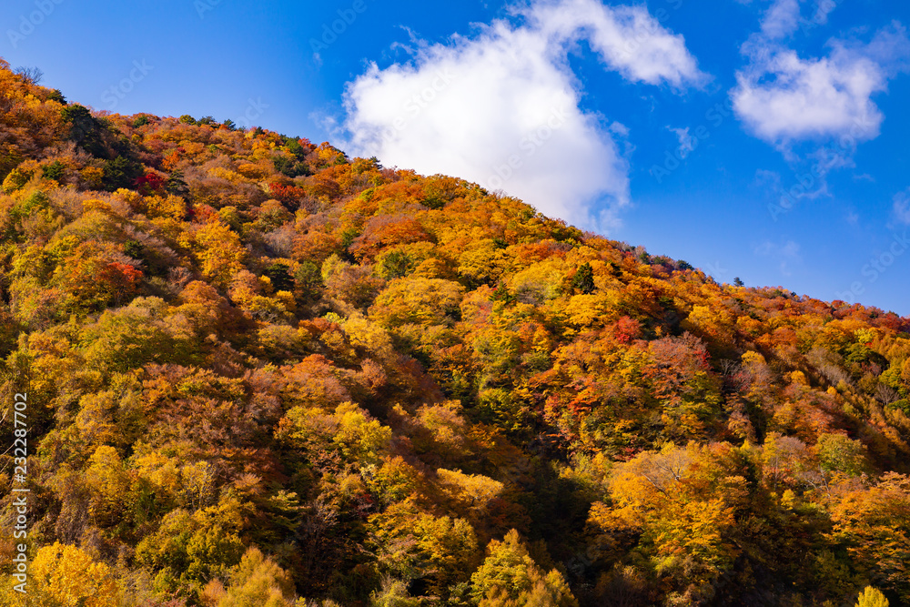 鮮やかな紅葉の山