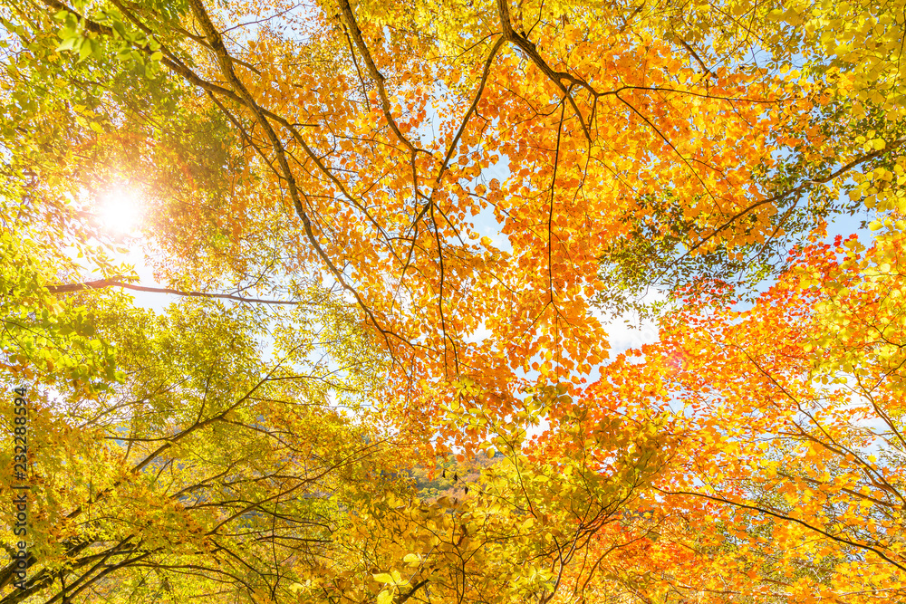 鮮やかな紅葉の木 鮮やかな紅葉の木